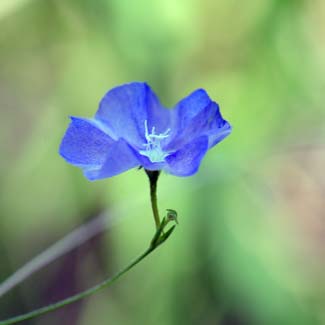 Evolvulus arizonicus, Arizona Blue-eyes, Southwest Desert Flora